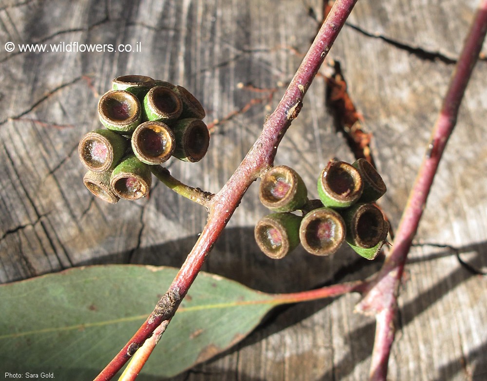 Eucalyptus loxophleba